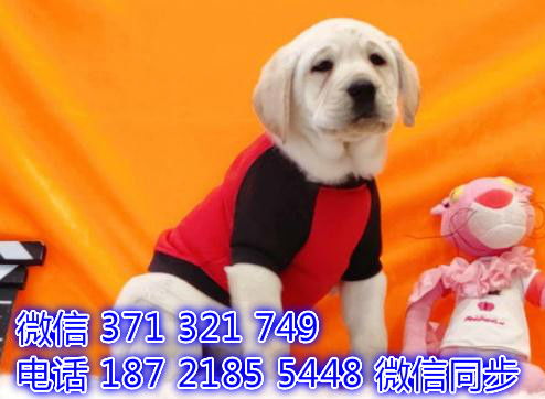京津冀寵物市場(chǎng)探訪 拉布拉多與精品犬選購(gòu)指南
